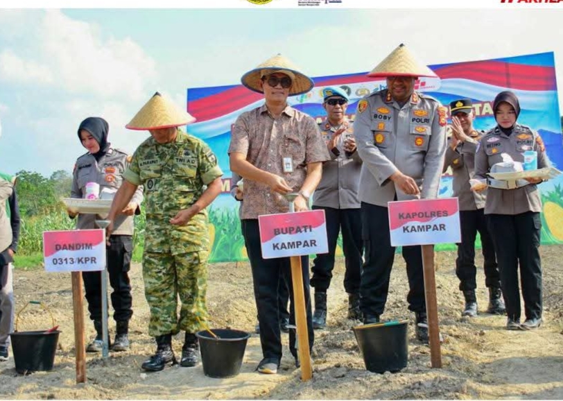 Potensi Jagung Kampar